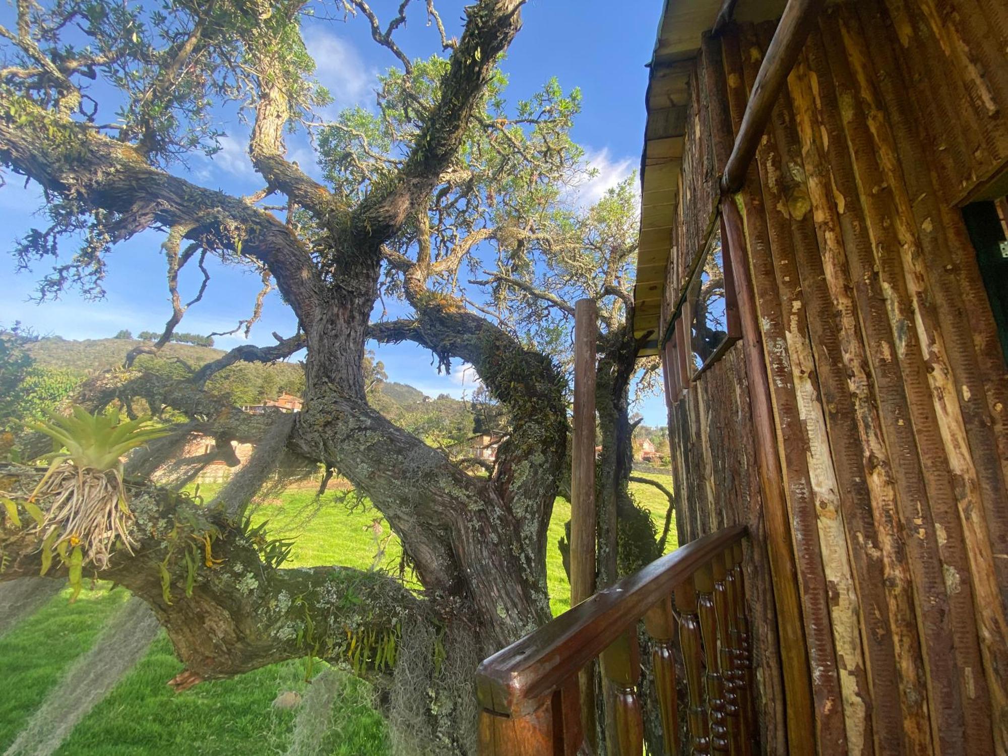 Casa Del Arbol Amadeus 度假居